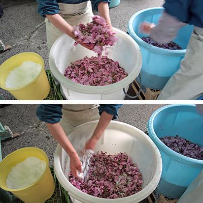 上：契約農家から集荷した桜の花はまず梅酢で洗浄（青い容器）し、水気を搾る<br />
下：花と塩を交互に樽に入れ、漬け込む（白い容器）。翌日の漬け替えで、がくなどを取り除く