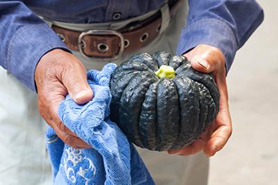丹念に育てられた黒皮かぼちゃは、関西を中心とした高級料亭に届けられる。