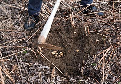 菊芋は地下茎で広がっていくので、芋を掘り起こしたと思っても、翌年また芋をつけるという。