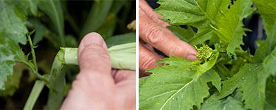 左：手の感触で茎がポキッと折れるところを探す<br />
右：花のつぼみが小さくできたころが収穫どき