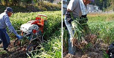1：堀り上げる前に、しょうがの葉を機械で刈り、収穫しやすいように軽く土を起こす<br />
2：機械で軽く土を起こしたあと、くわやスコップでしょうがを掘り出す