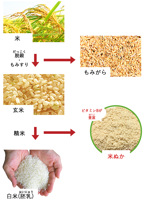 「いね」から収穫した玄米が、精米によって「ぬか」と「白米」になる様子を表した図