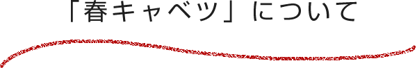 「春キャベツ」について