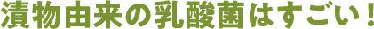 漬物由来の乳酸菌はすごい！