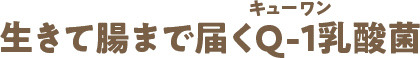 生きて腸まで届くQ-1乳酸菌