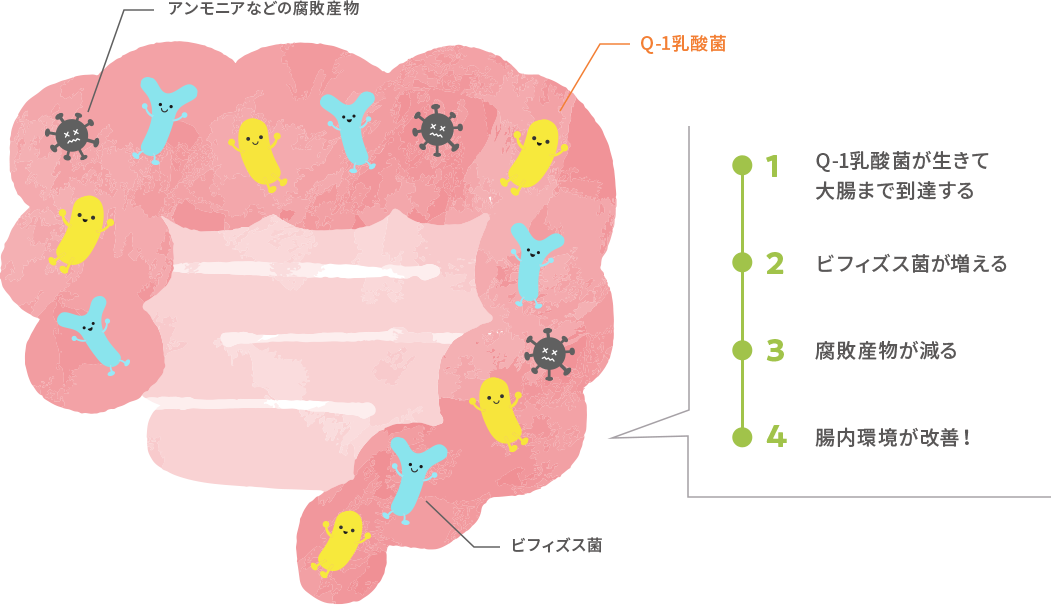 Q-1乳酸菌のはたらきのイメージ