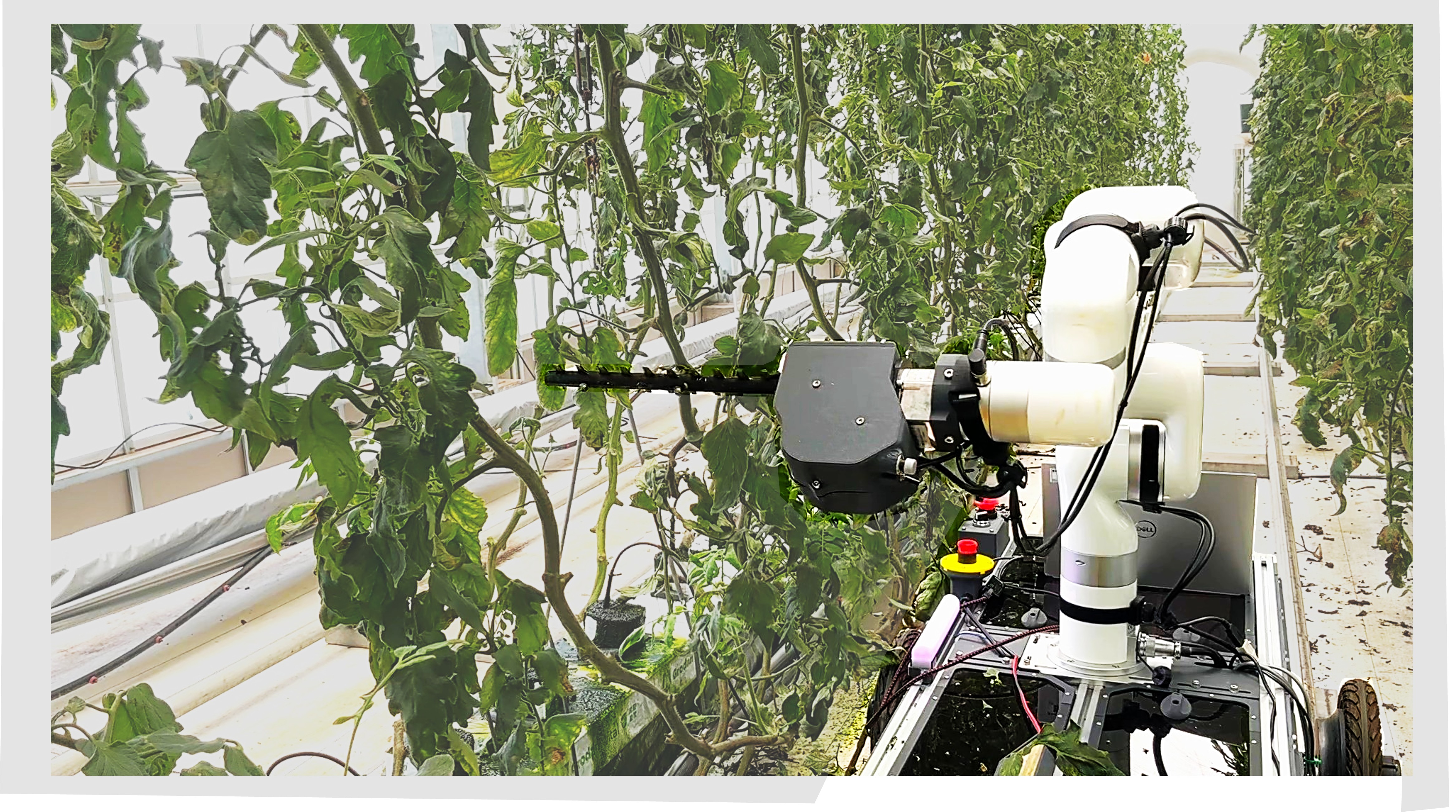 図2 下葉処理試験の様子