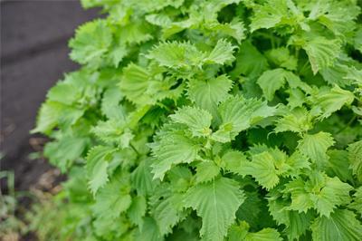 虫がついたら手で取るが、カエルも虫を食べてくれるそうだ