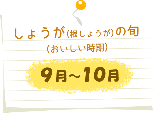 しょうが(根しょうが)の旬(おいしい時期)9月~10月