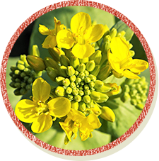 画像：白菜の花