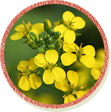 画像：チンゲン菜の花