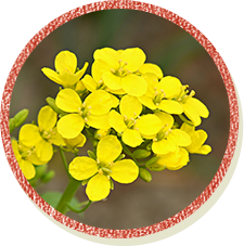 画像：野沢菜の花