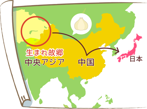画像:にんにくの生まれ故郷