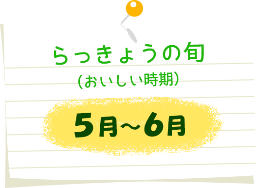 らっきょうの旬（おいしい時期）5月～6月